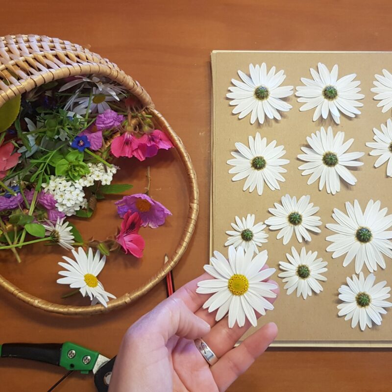 Taller Prensado de Flores • 26 Oct • Stgo • Nivel Intermedio - Imagen 4