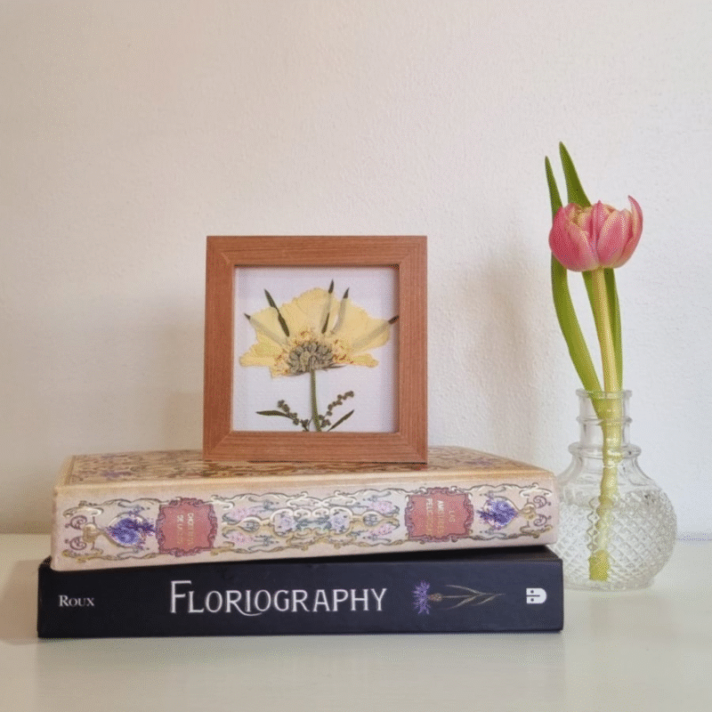 Flor 06 • Escabiosa • 10x10 cm