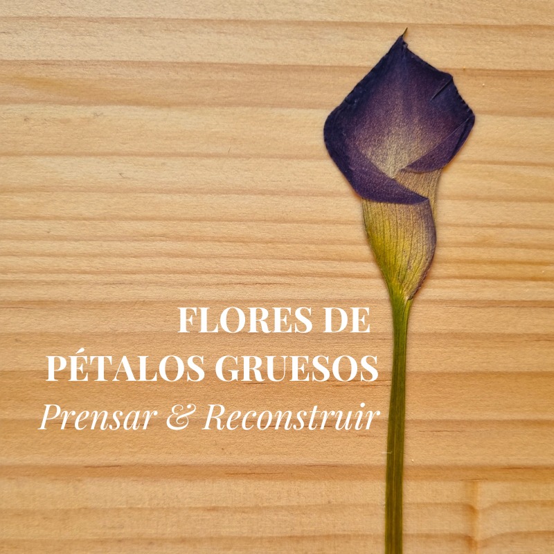 Taller Grabado "Prensado de Flores de Pétalos Gruesos"